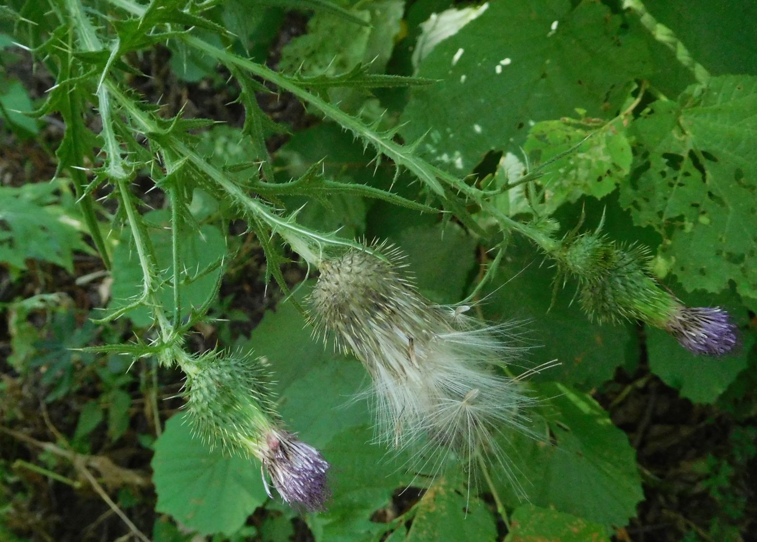 Cirsium vulgare