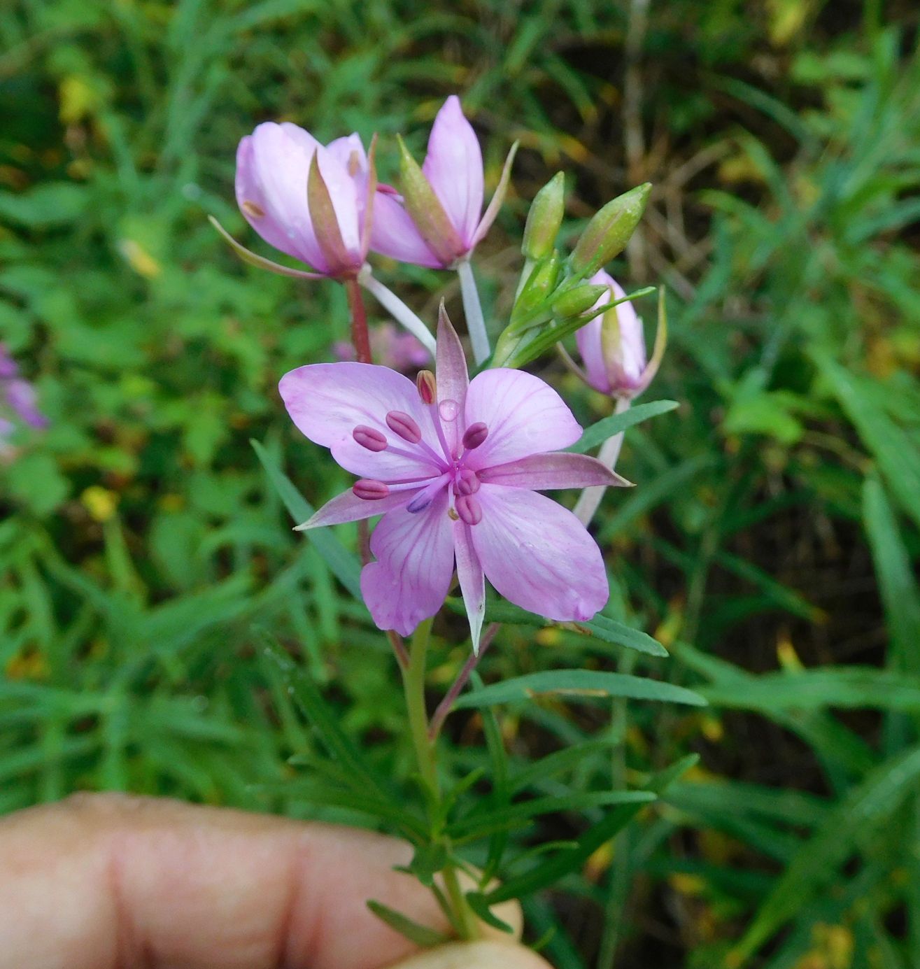 Chamaenerion fleischeri