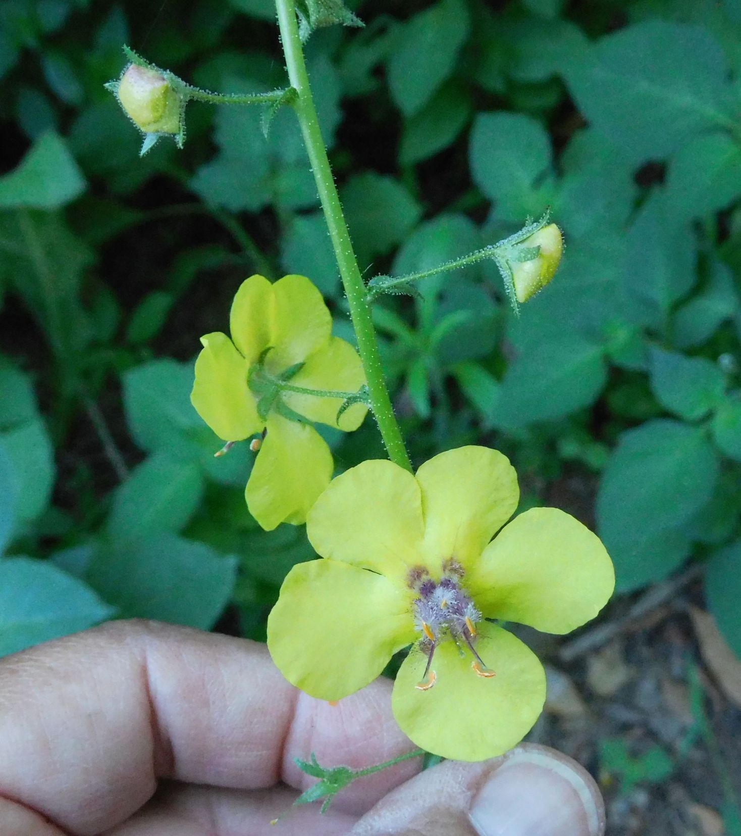 Verbascum blattaria