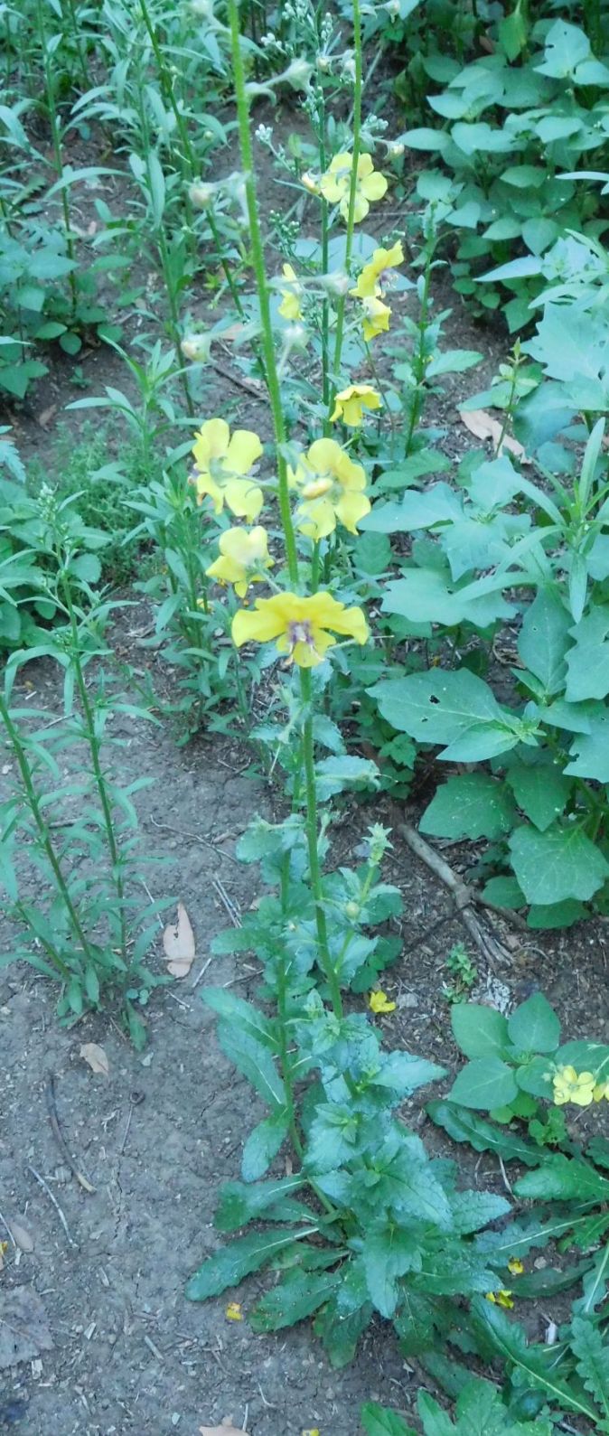 Verbascum blattaria