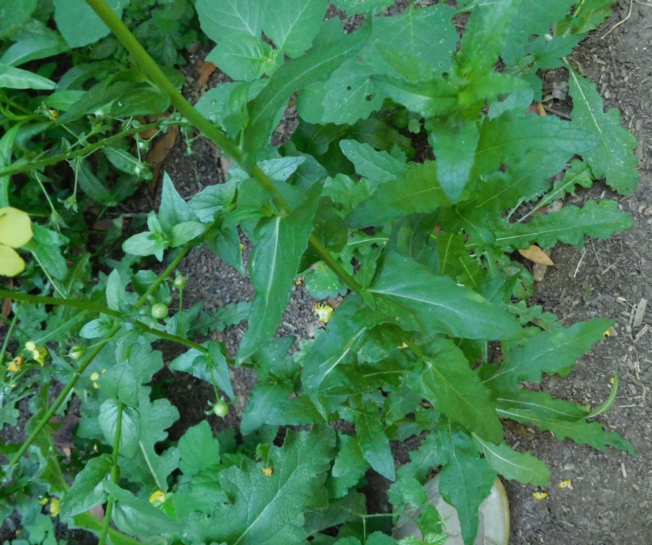 Verbascum blattaria