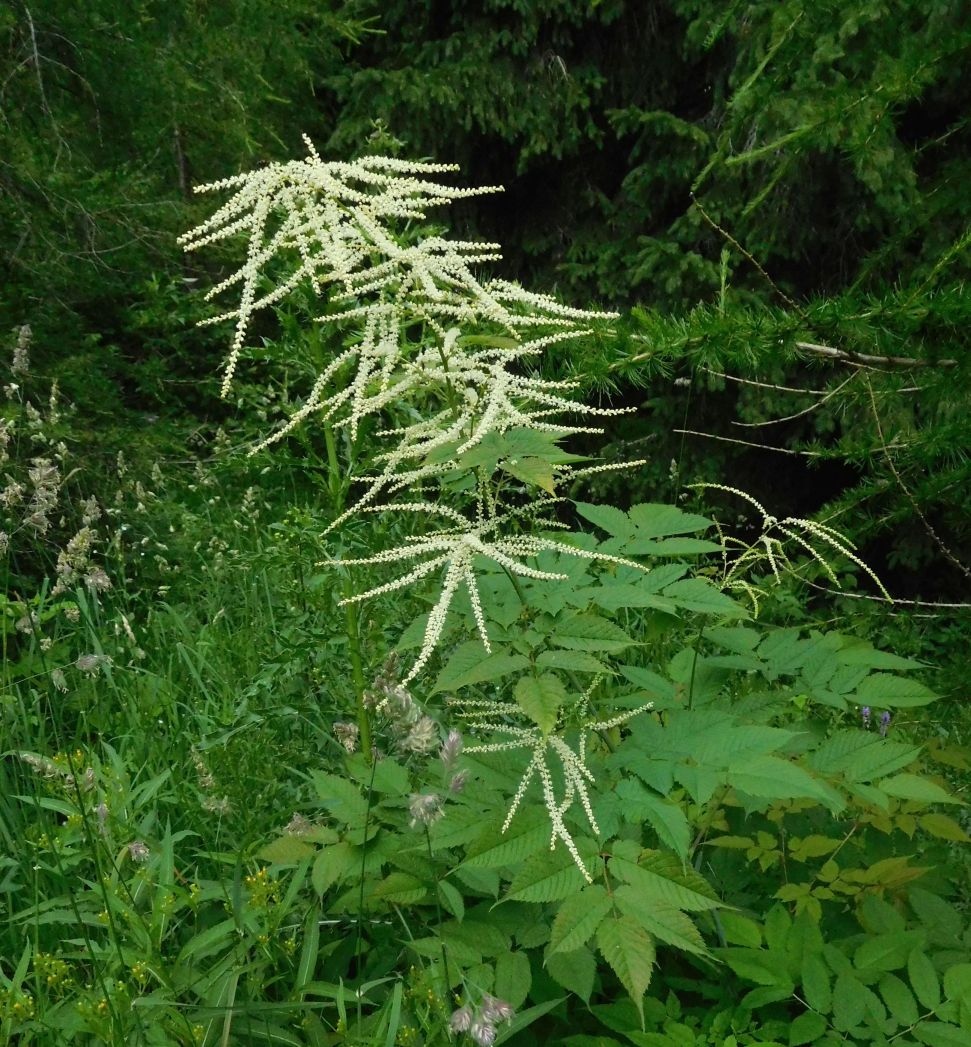 Aruncus dioicus  (Rosaceae)