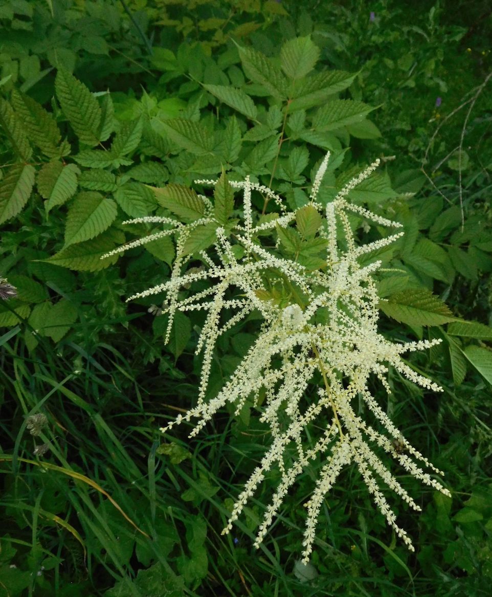 Aruncus dioicus  (Rosaceae)