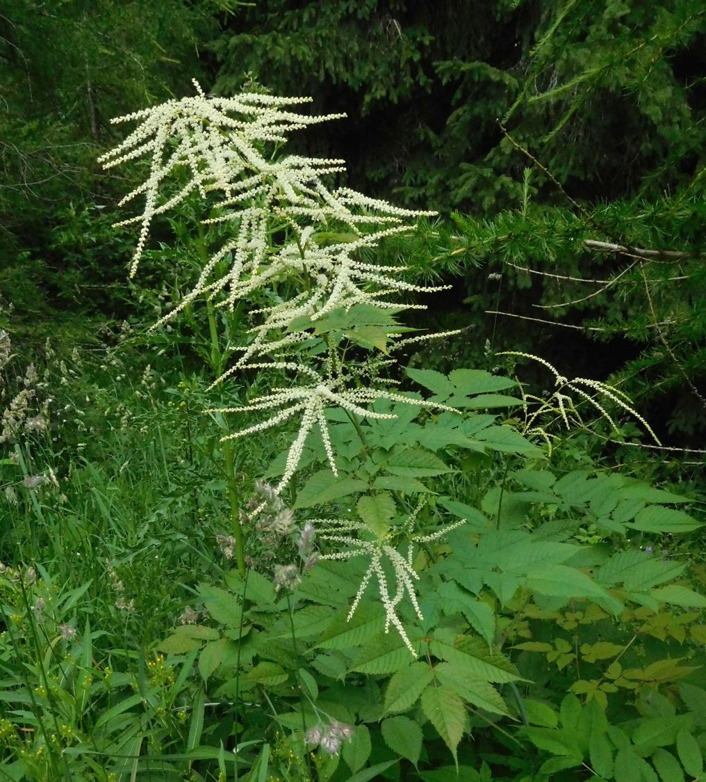 Aruncus dioicus  (Rosaceae)