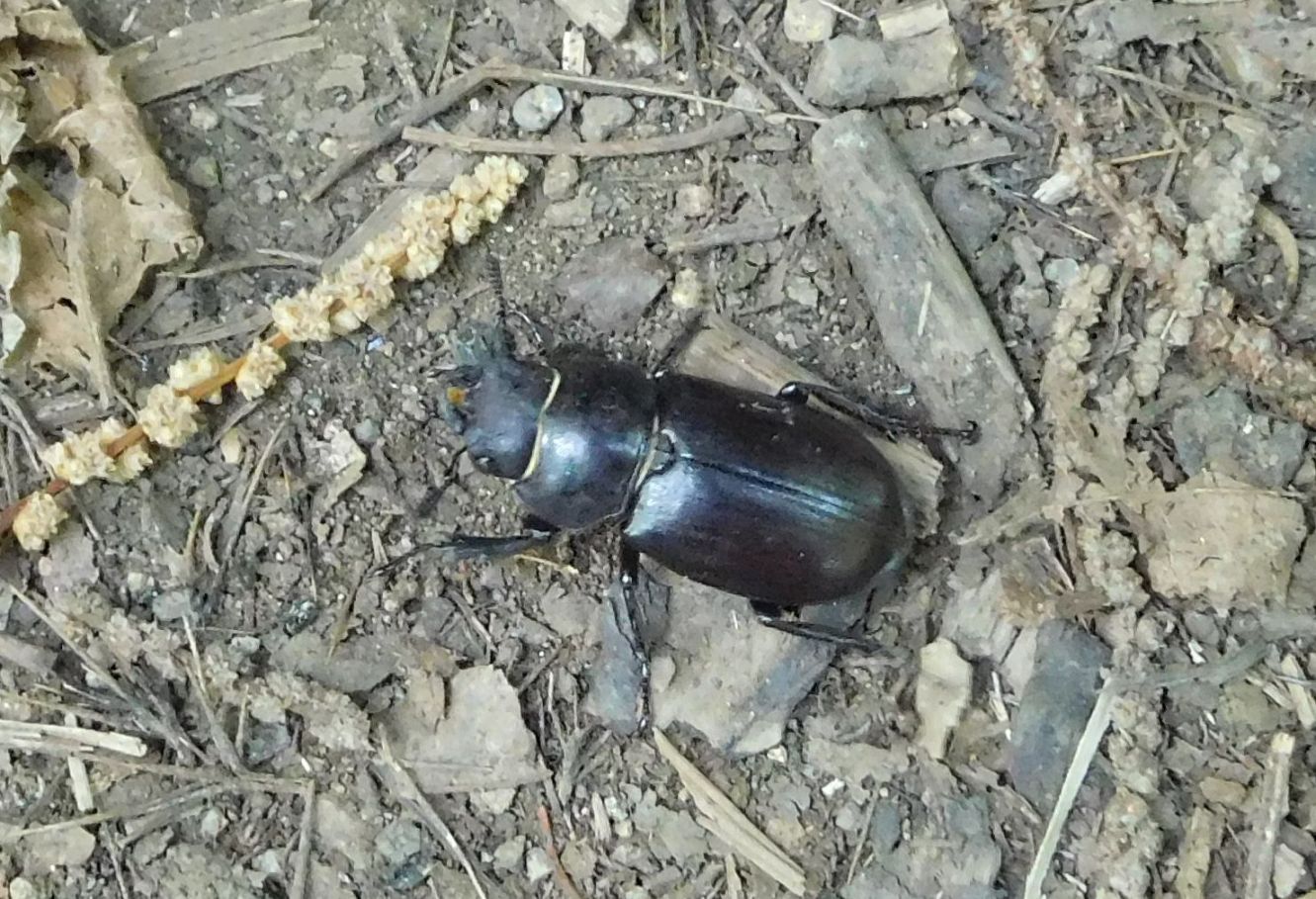 Lucanidae: femmina di Lucanus tetraodon