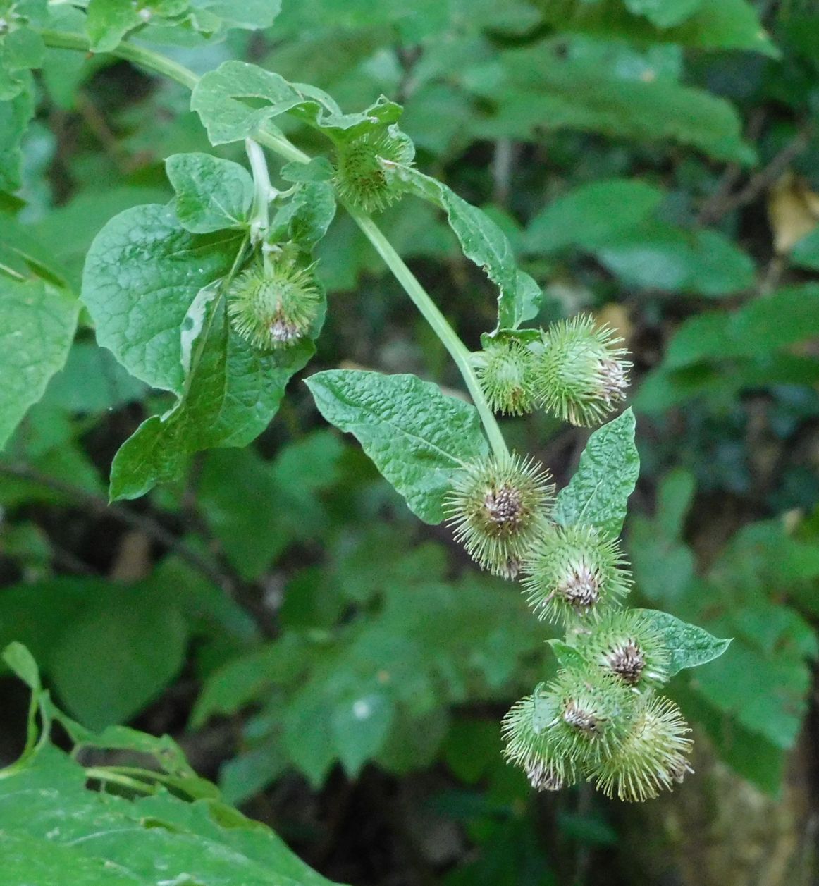 pianta da determinare 9ago19 - Arctium cfr. lappa