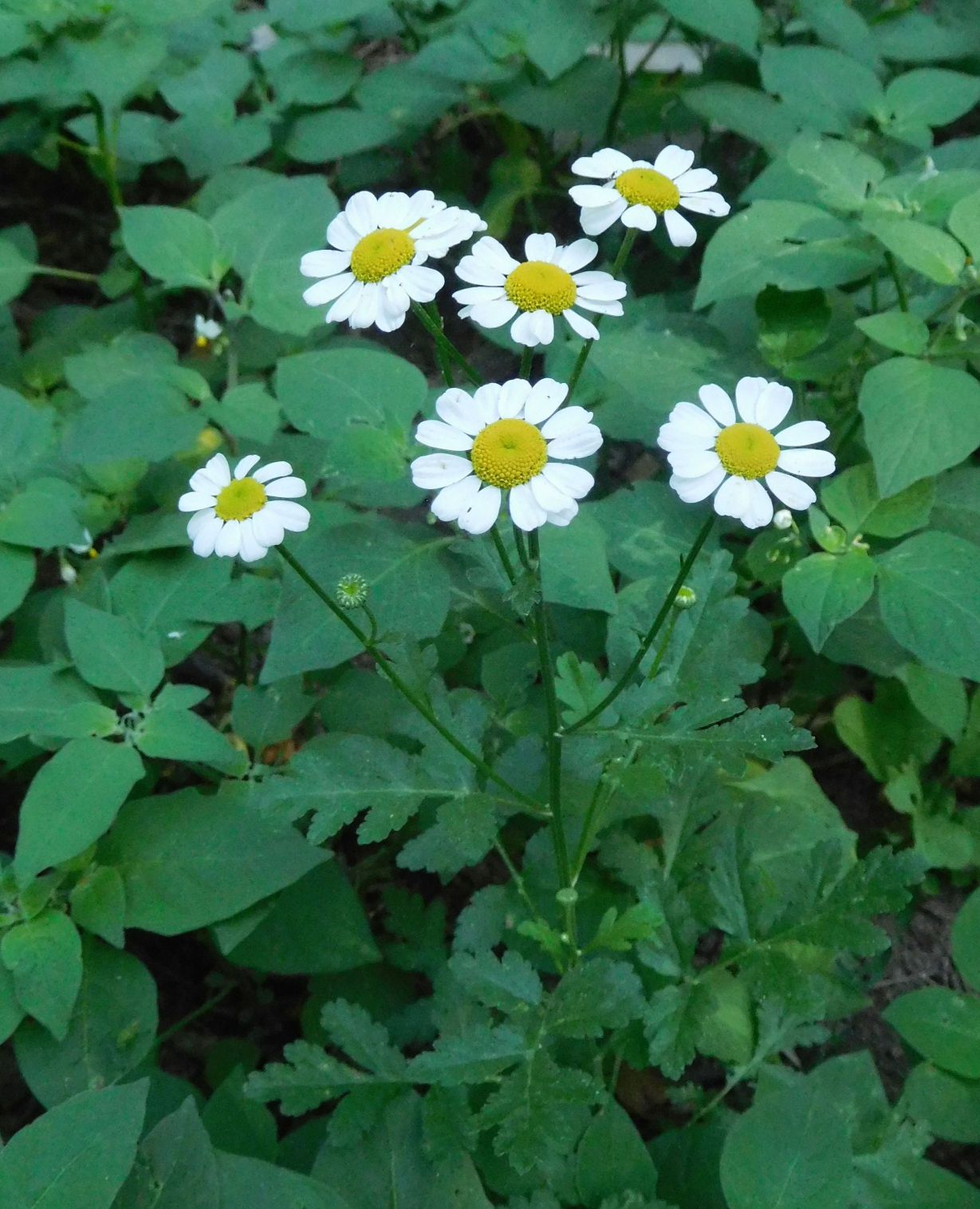 Tanacetum parthenium