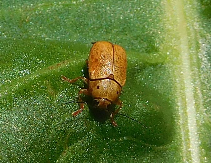 Chrysomelidae: Cryptocephalus octomaculatus