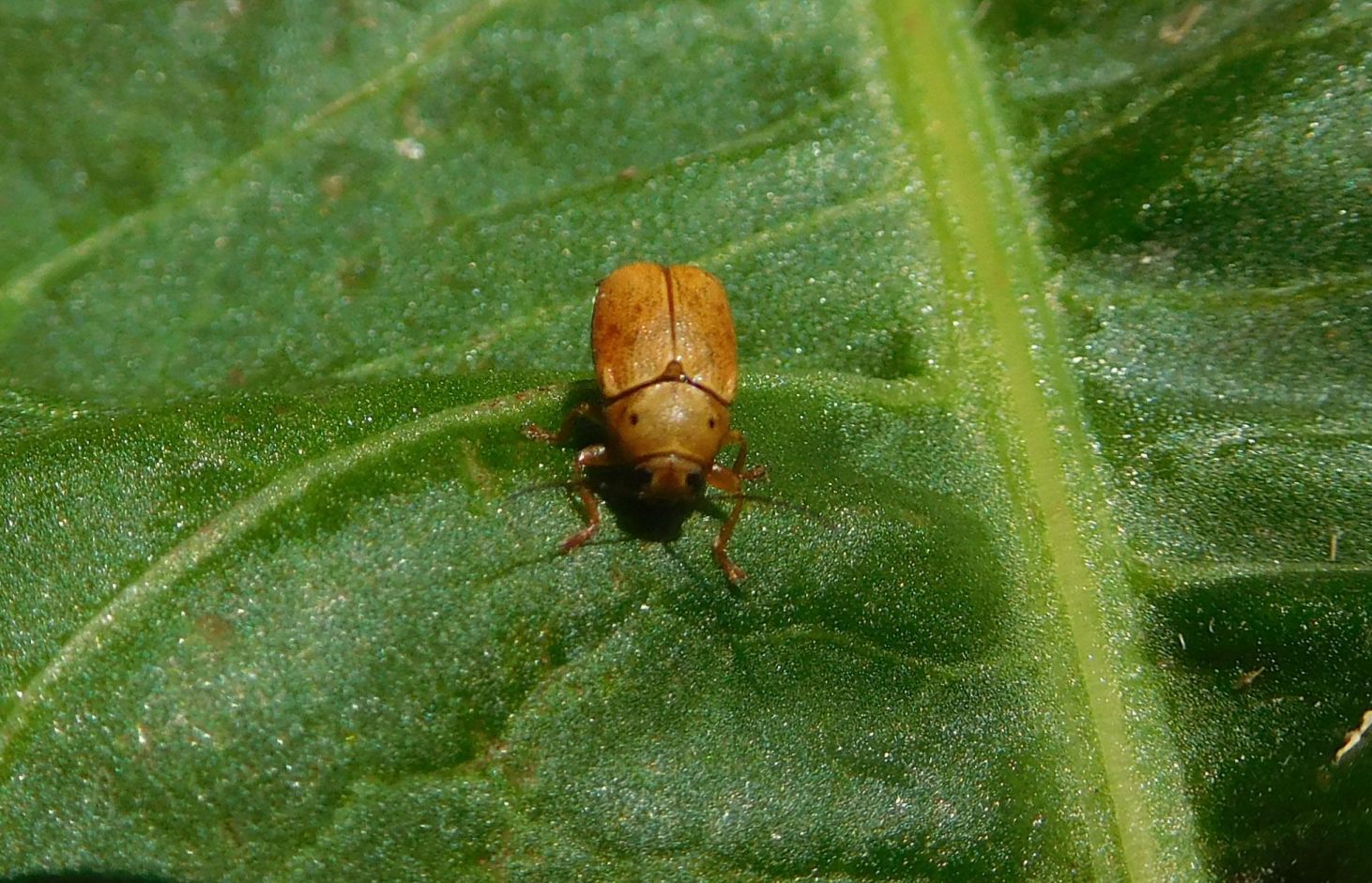 Chrysomelidae: Cryptocephalus octomaculatus