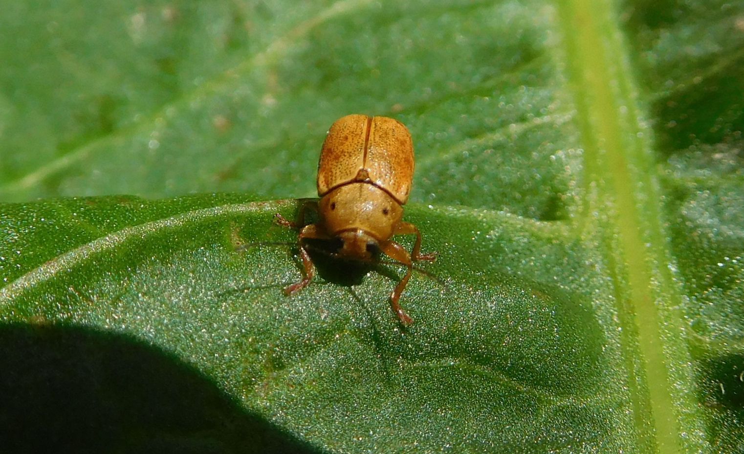 Chrysomelidae: Cryptocephalus octomaculatus