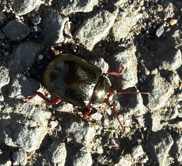 Chrysomelidae: femmina di Chrysolina bankii