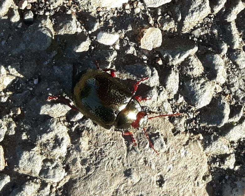 Chrysomelidae: femmina di Chrysolina bankii