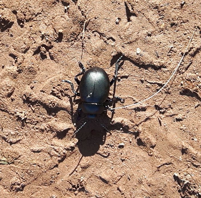 Chrysomelidae: femmina di Timarcha nicaeensis