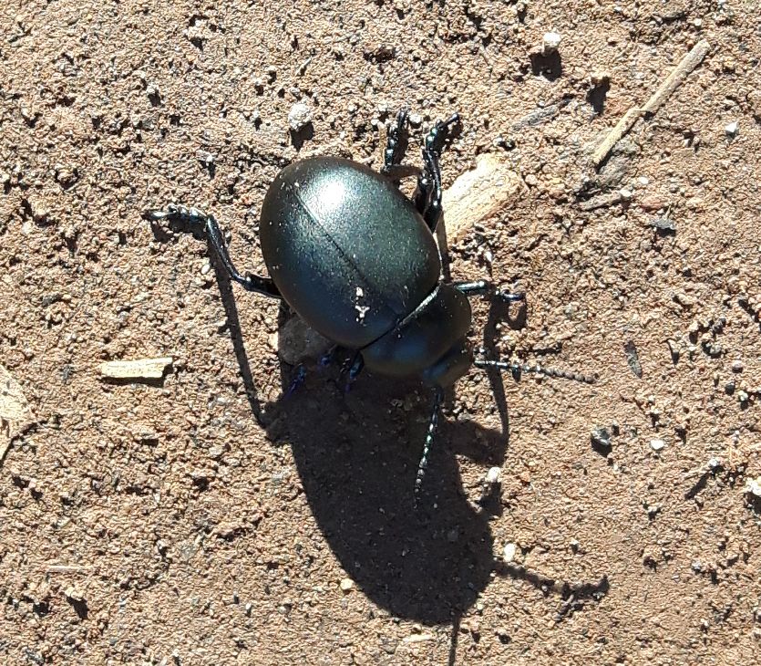 Chrysomelidae: femmina di Timarcha nicaeensis