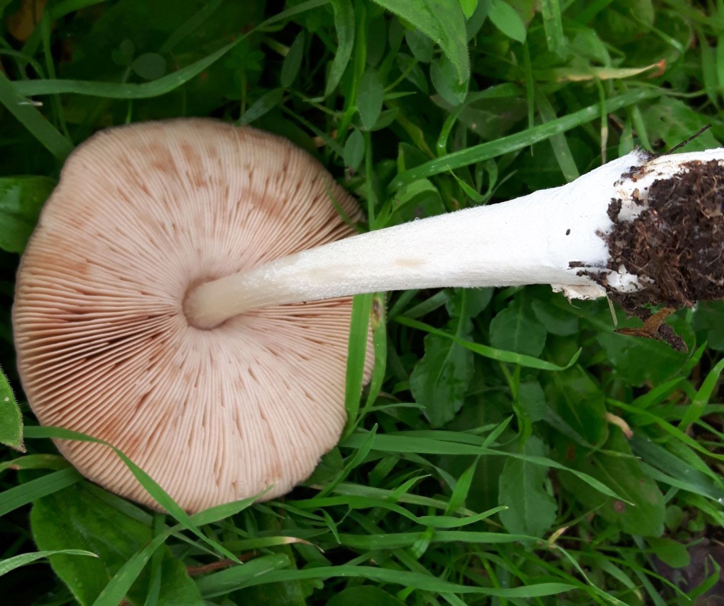 fungo da confermare 27ott20