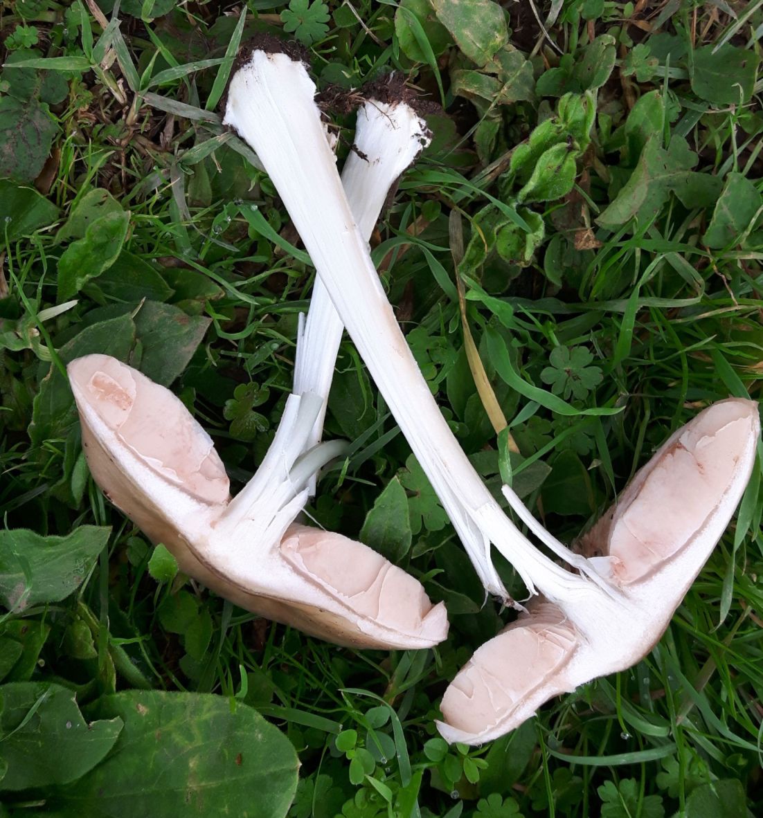 fungo da confermare 27ott20