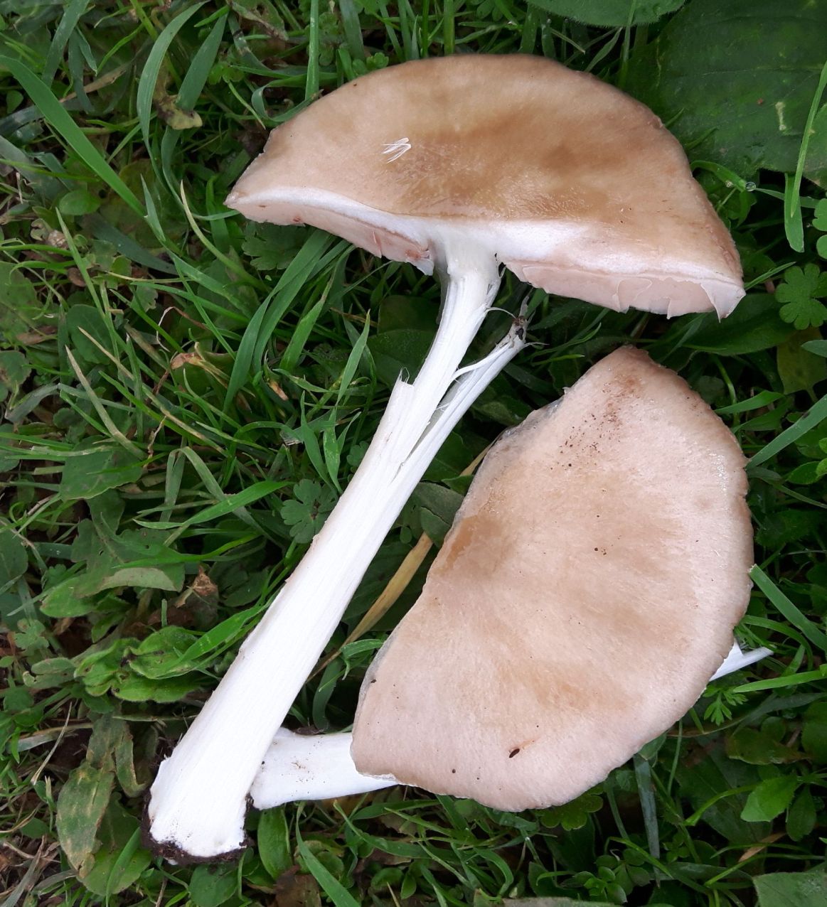 fungo da confermare 27ott20