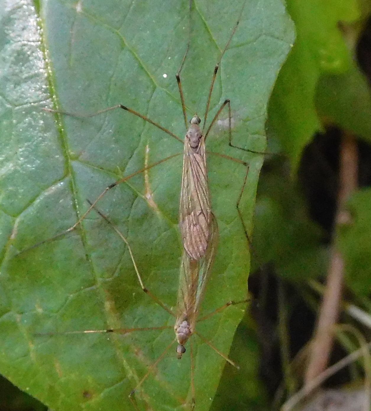 coppia di tipulidae (?) da determinare 29ott20