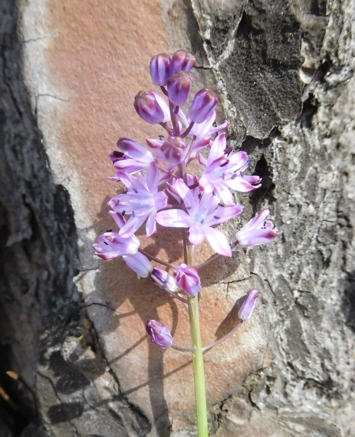 Prospero autumnale (Asparagaceae)