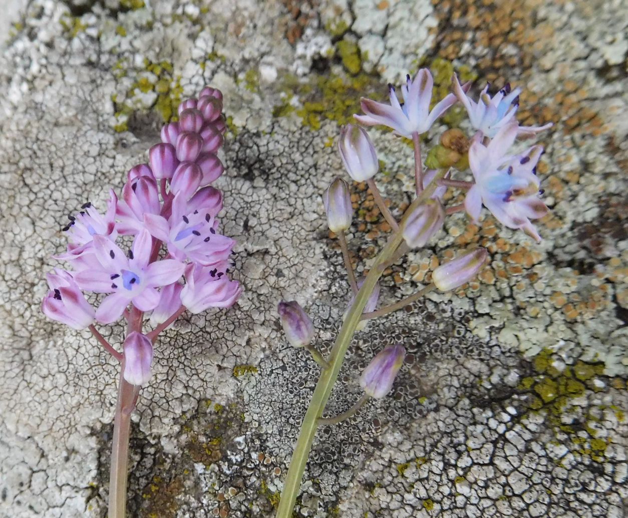 Prospero autumnale (Asparagaceae)