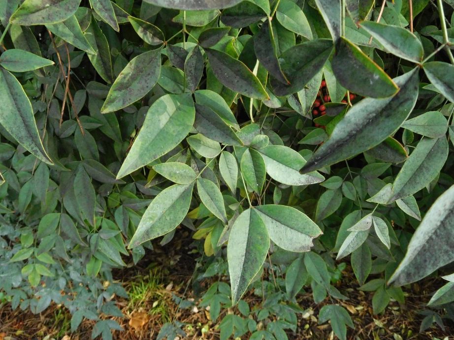 Nandina domestica (Berberidaceae)