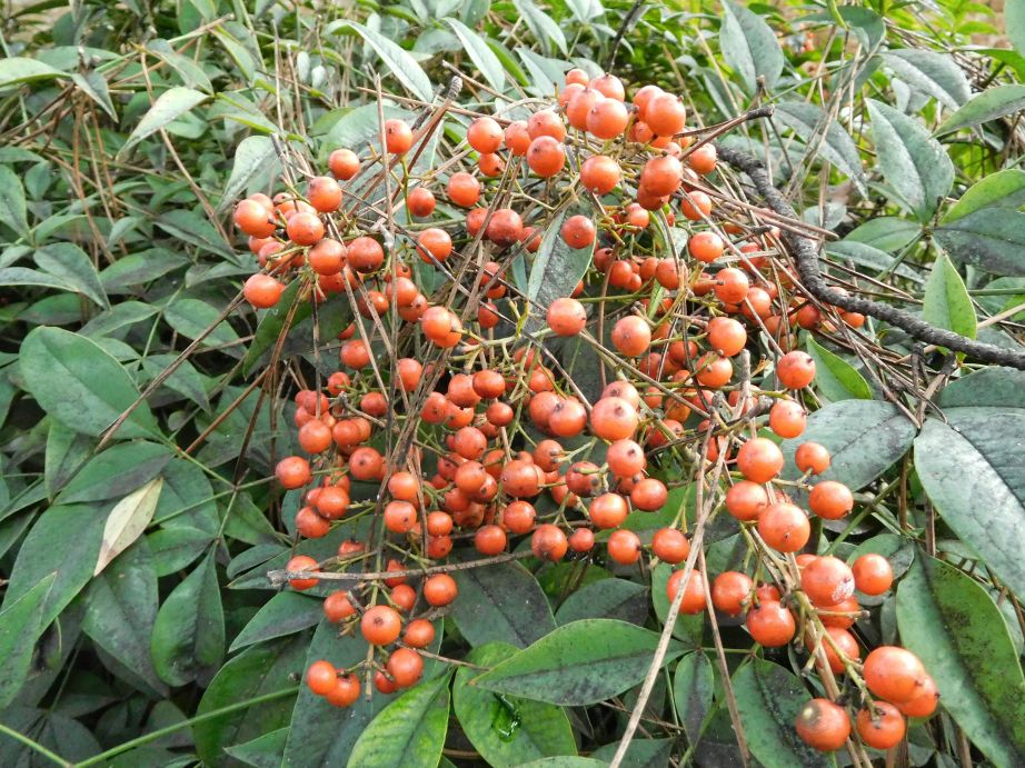 Nandina domestica (Berberidaceae)