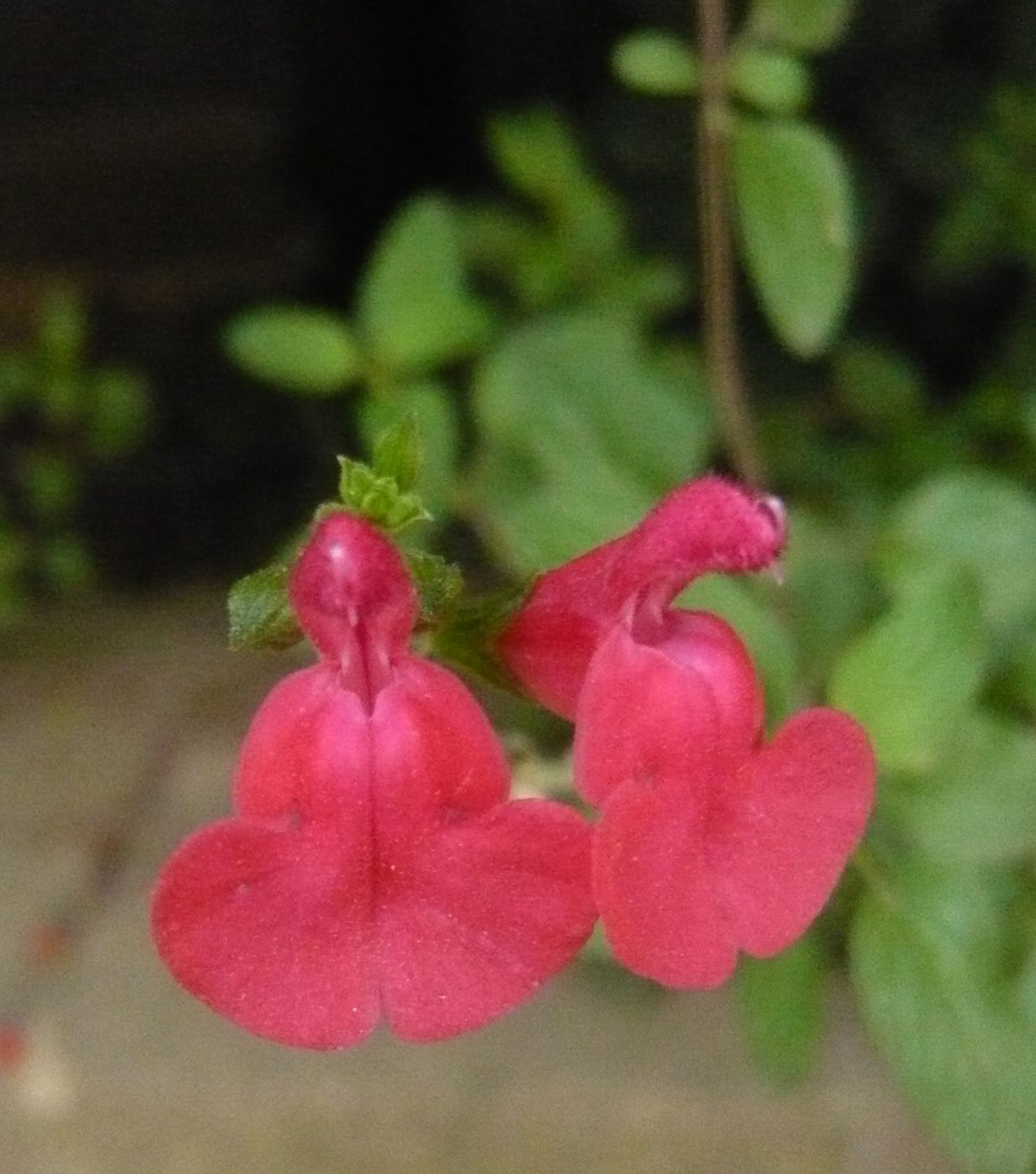 Salvia microphylla