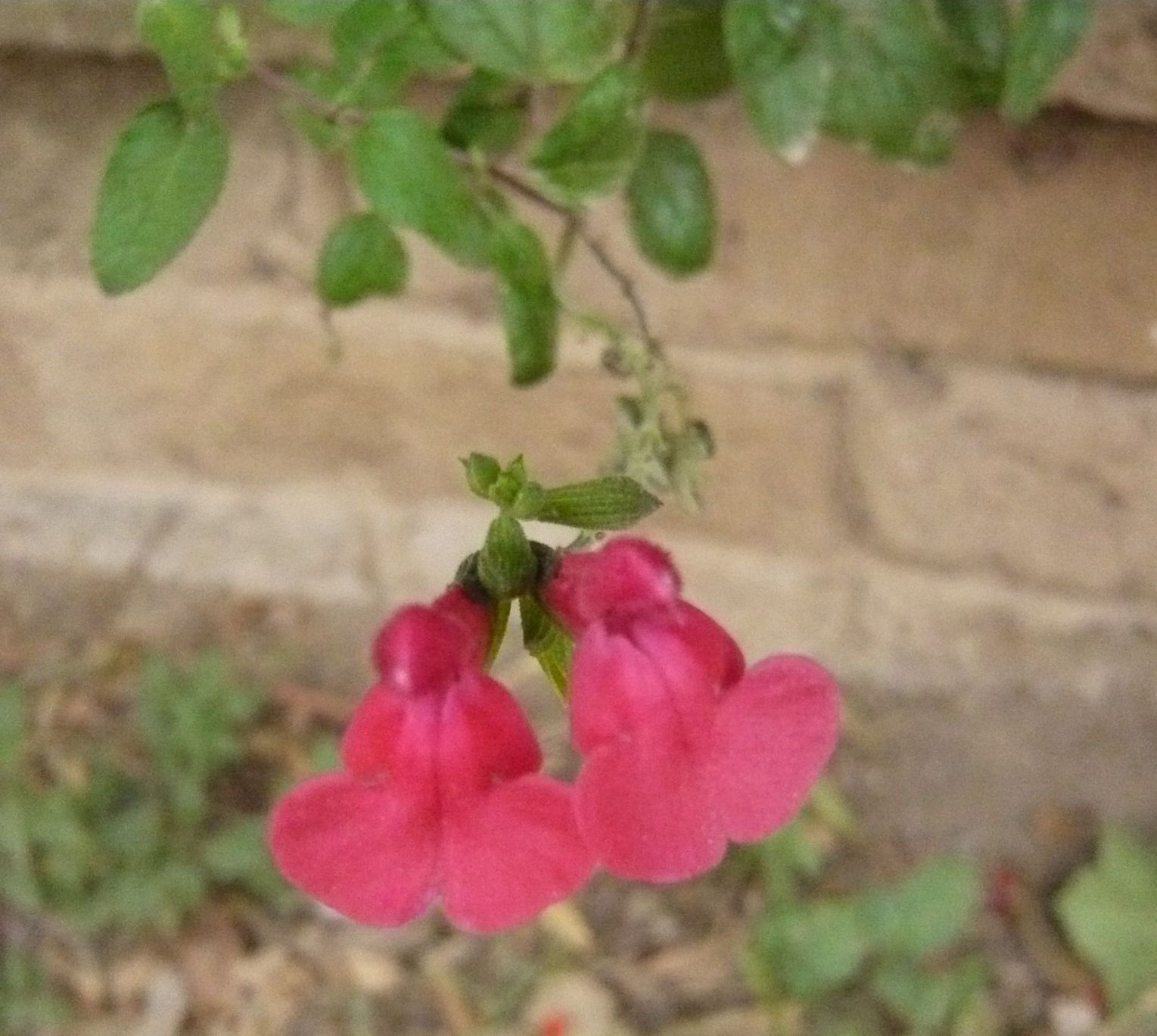 Salvia microphylla