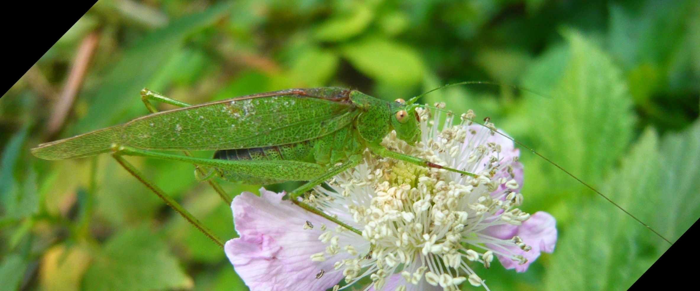 Phaneroptera sp., maschio