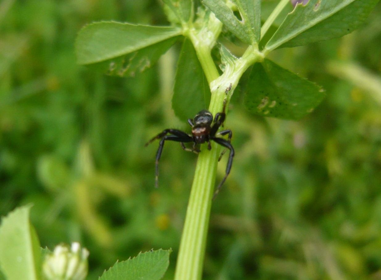 Synema globosum, maschio - Roma