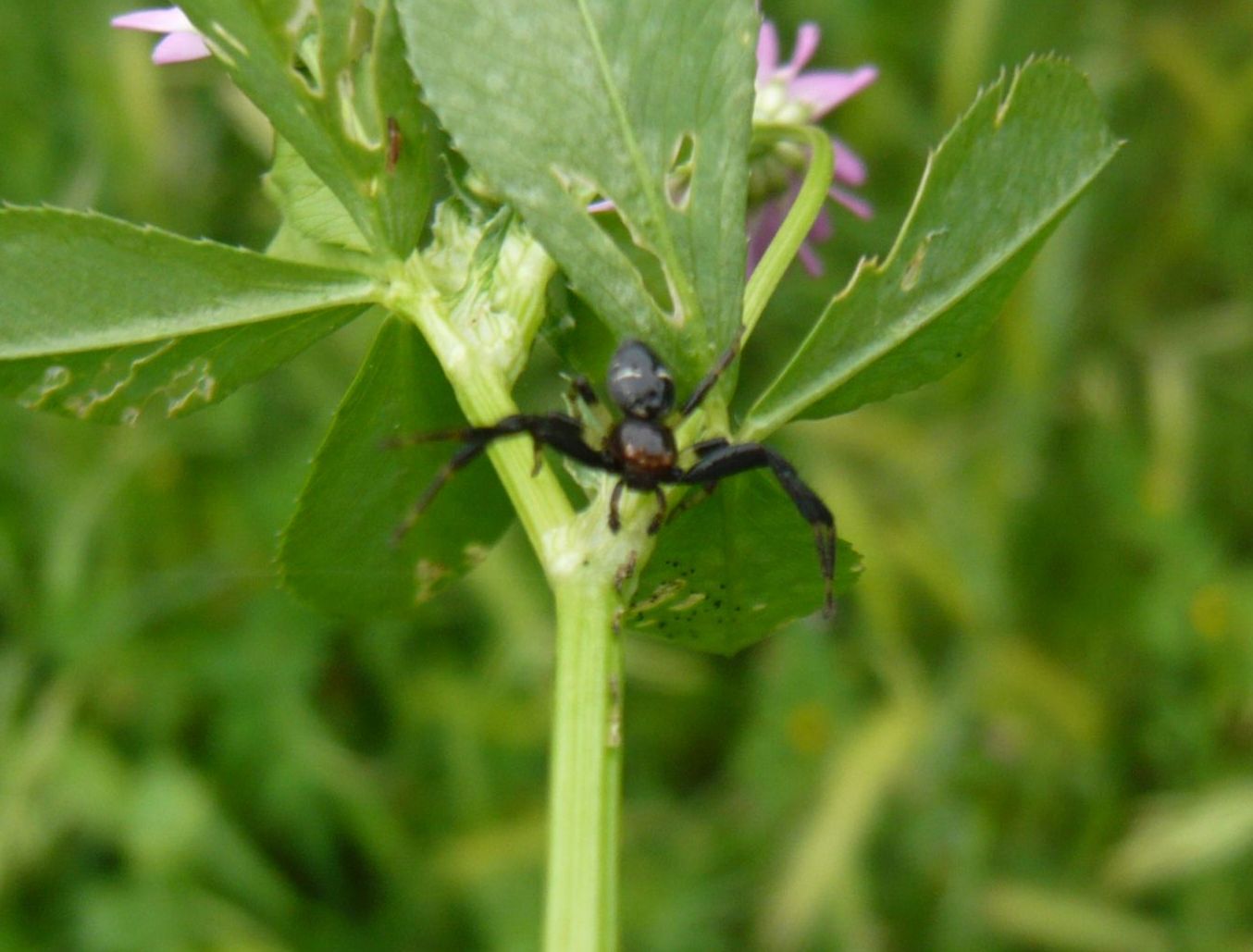 Synema globosum, maschio - Roma