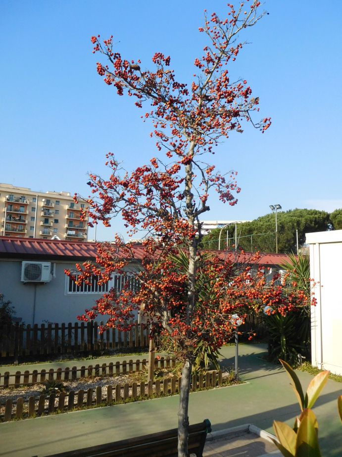 Alberello ornamentale: Crataegus sp. (Rosaceae)