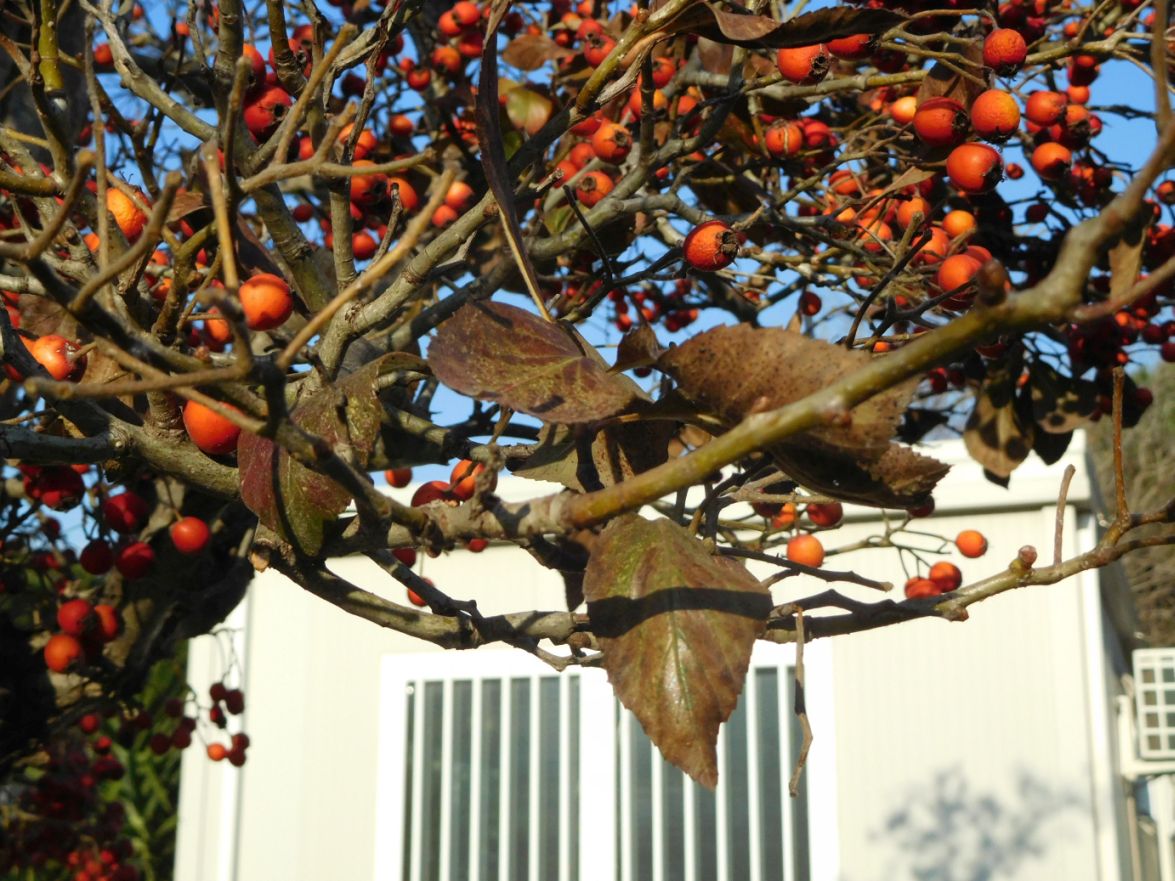 Alberello ornamentale: Crataegus sp. (Rosaceae)