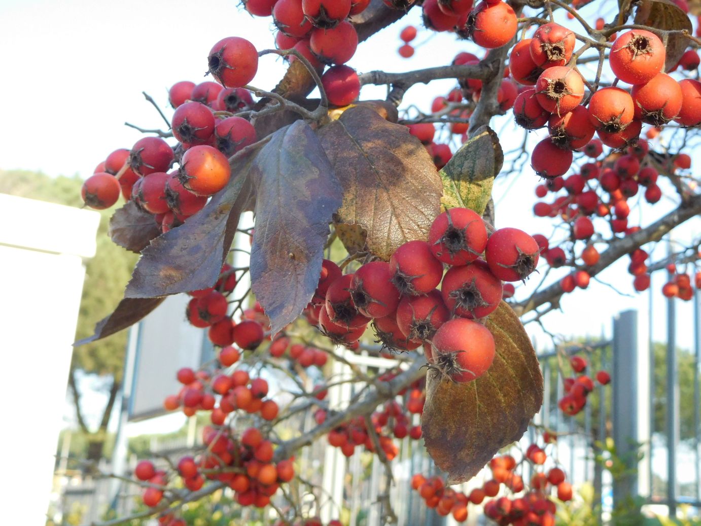 Alberello ornamentale: Crataegus sp. (Rosaceae)