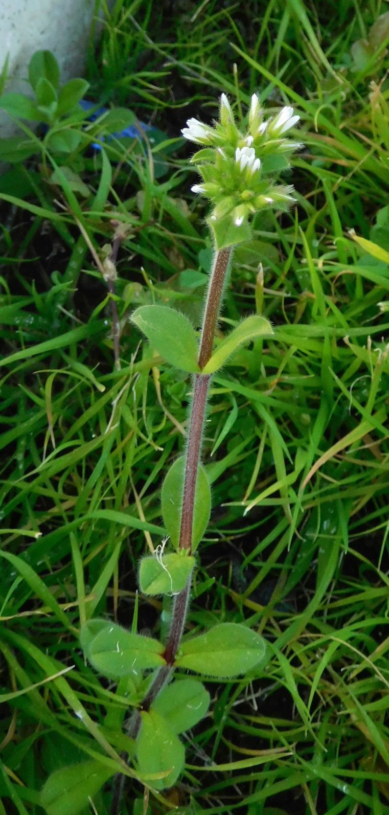 Cerastium glomeratum / Peverina dei campi