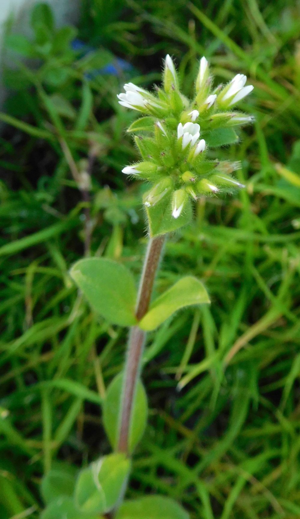 Cerastium glomeratum / Peverina dei campi