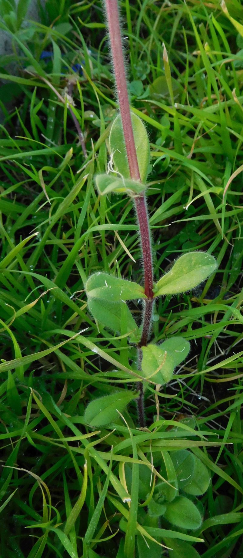 Cerastium glomeratum / Peverina dei campi