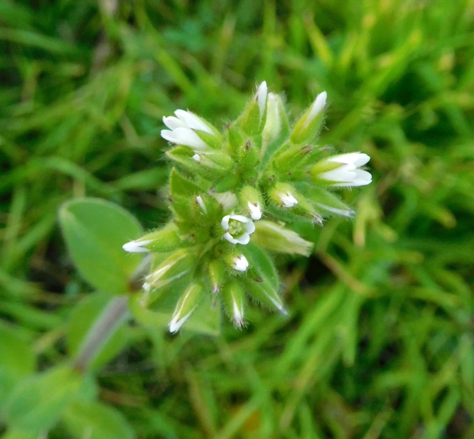 Cerastium glomeratum / Peverina dei campi