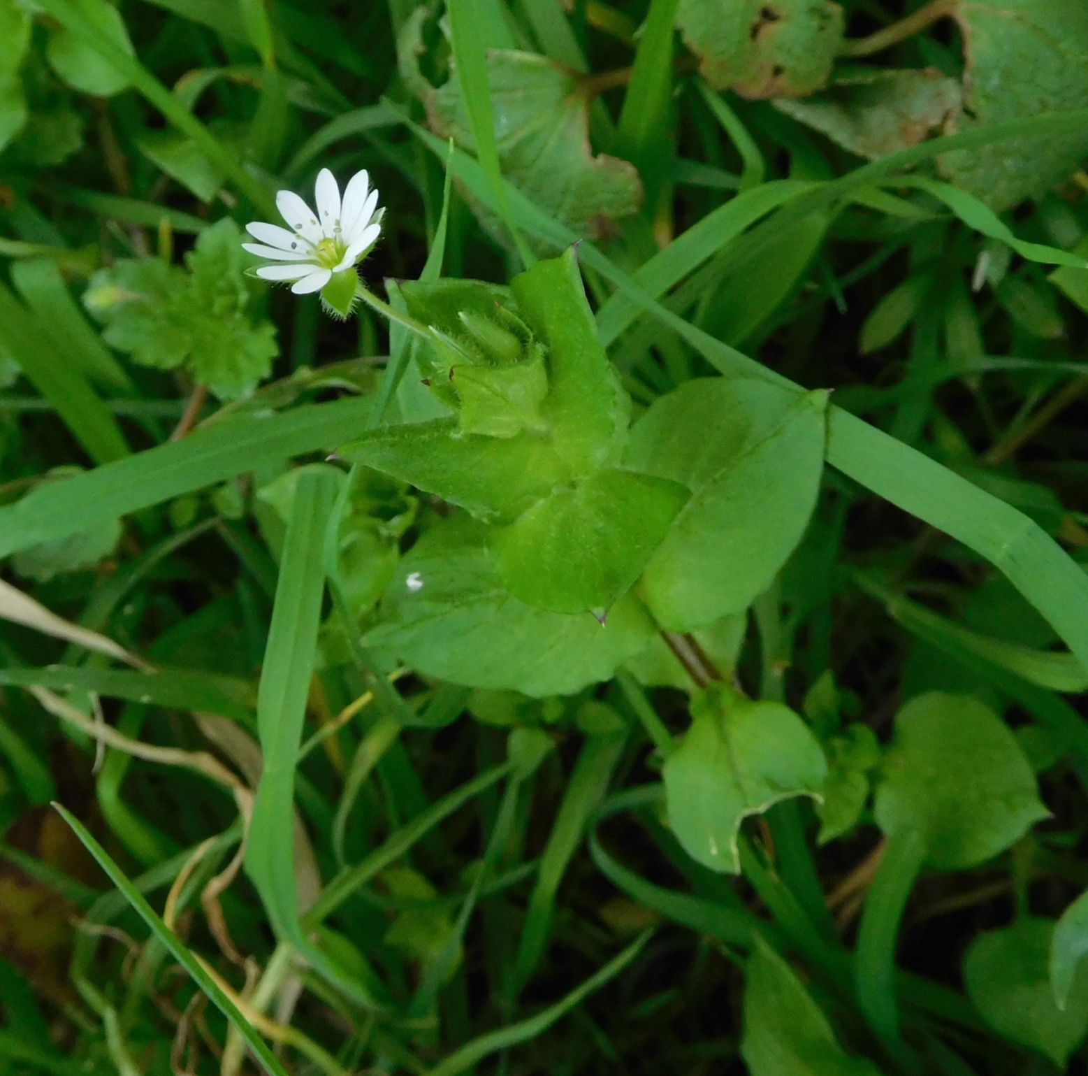 Stellaria media