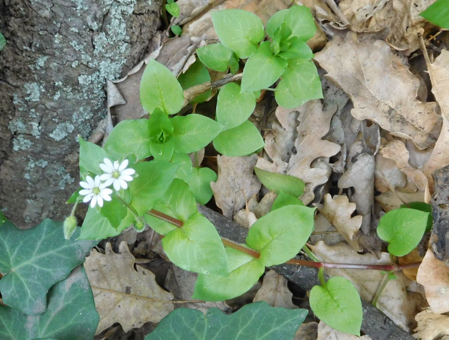 Stellaria media