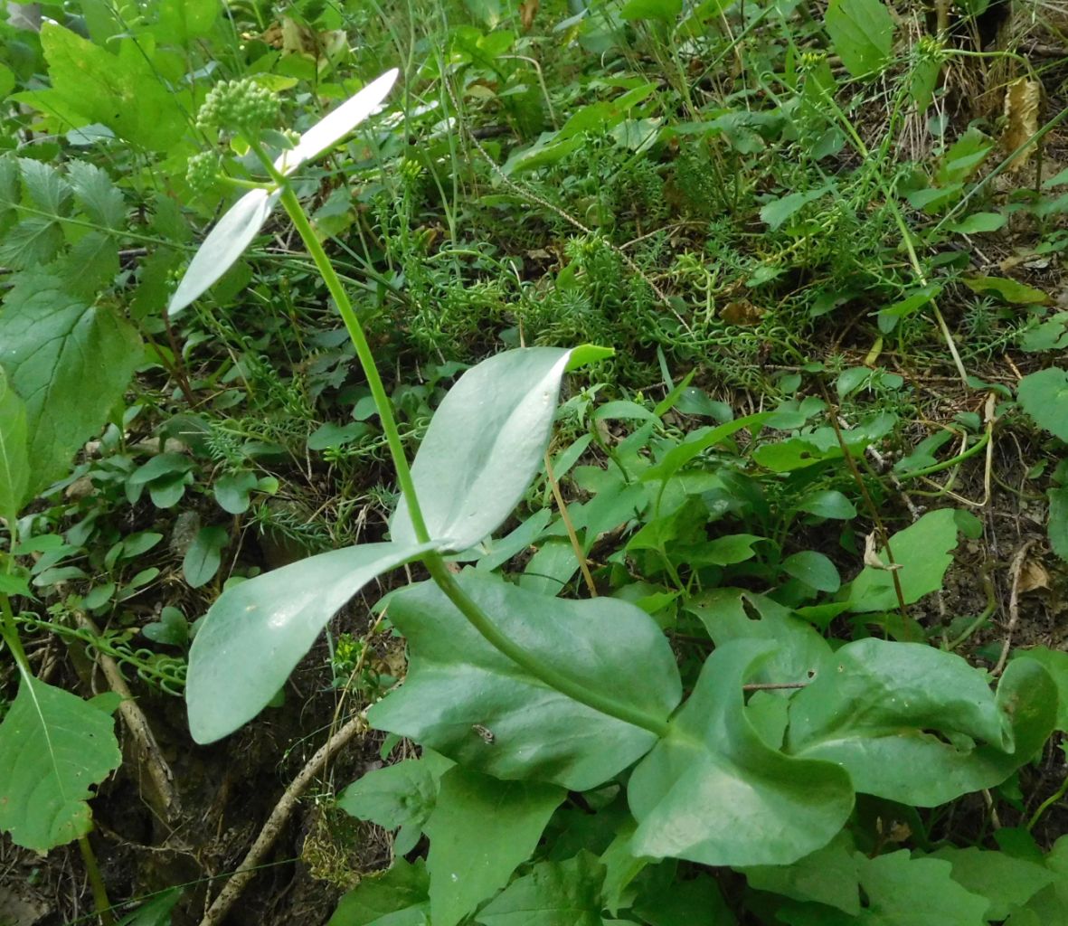 Hylotelephium sp.