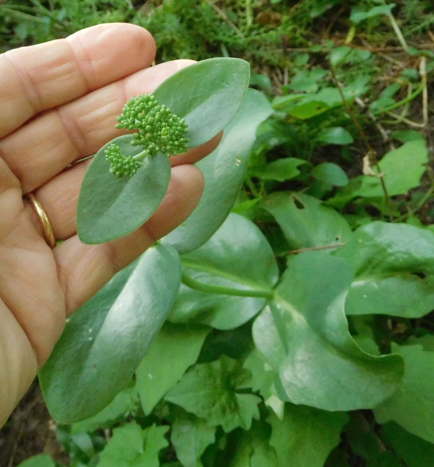 Hylotelephium sp.