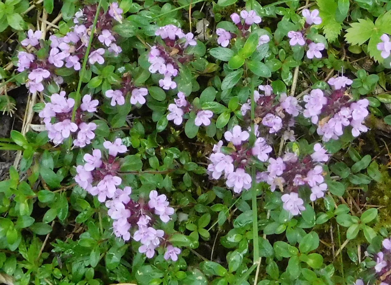 Thymus sp.