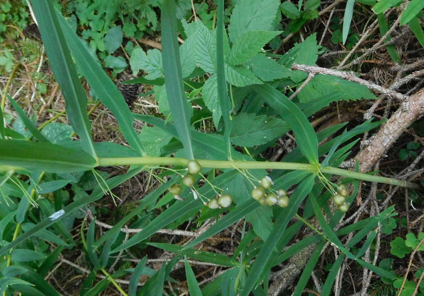 Polygonatum verticillatum