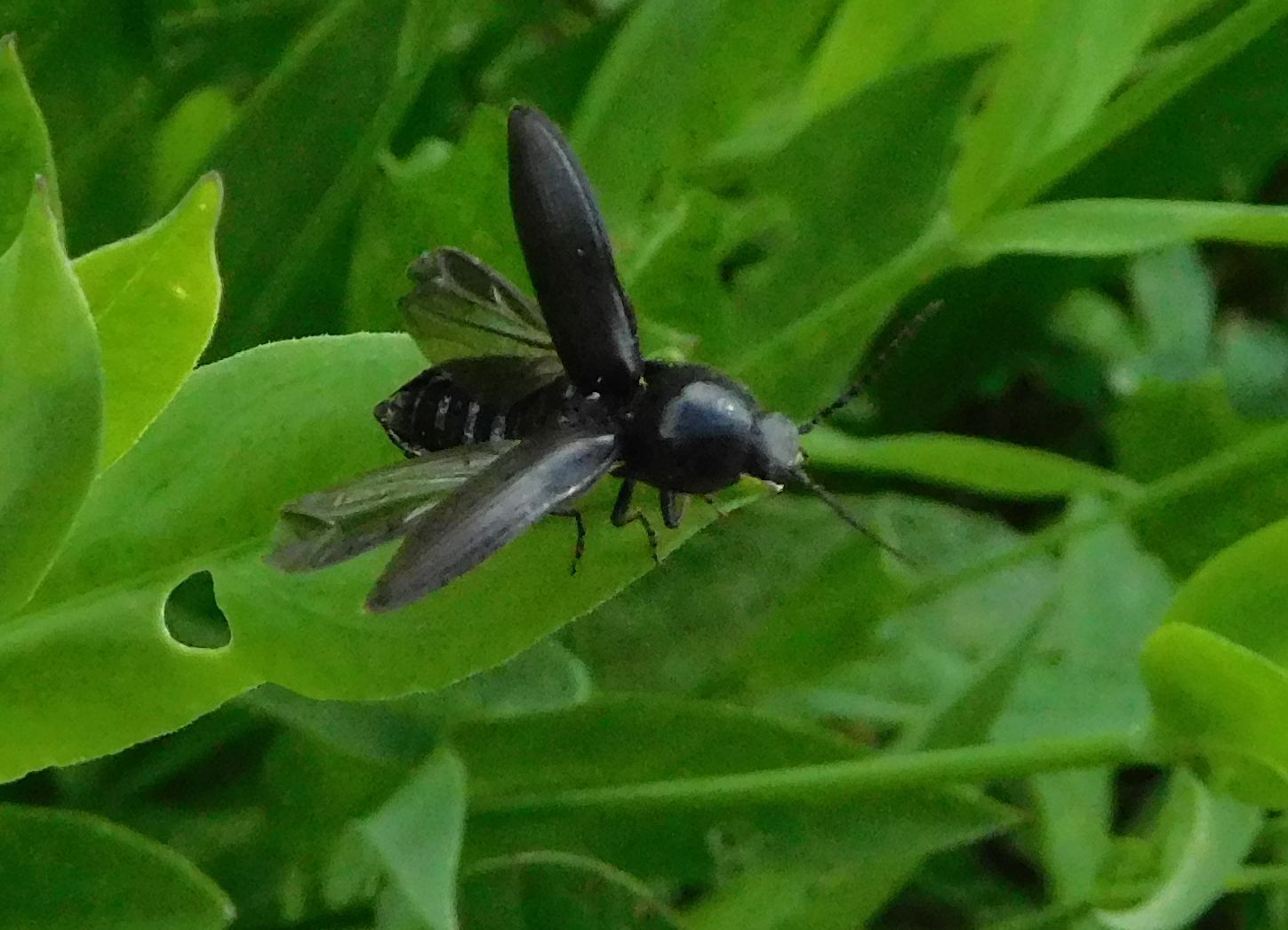 Elateridae: cfr. Selatosomus sp.