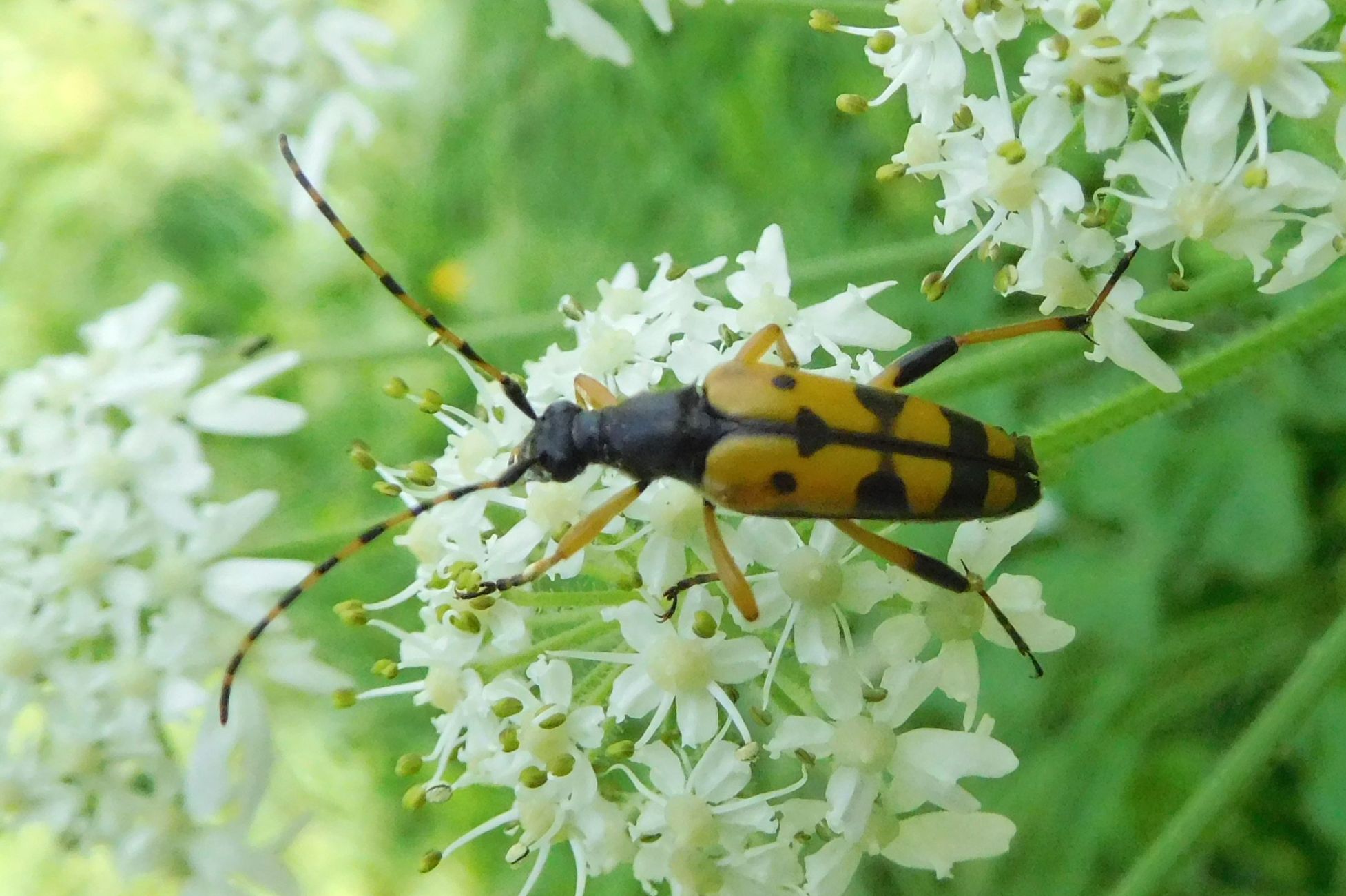 Cerambycidae da determinare 23mar20