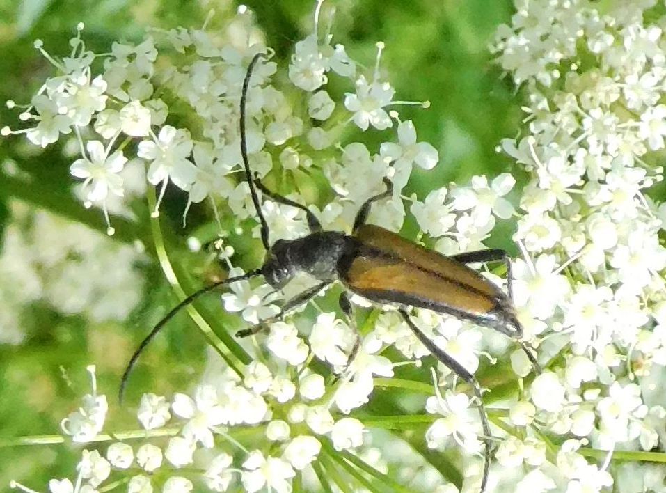 Cerambycidae: maschio di Anastrangalia dubia