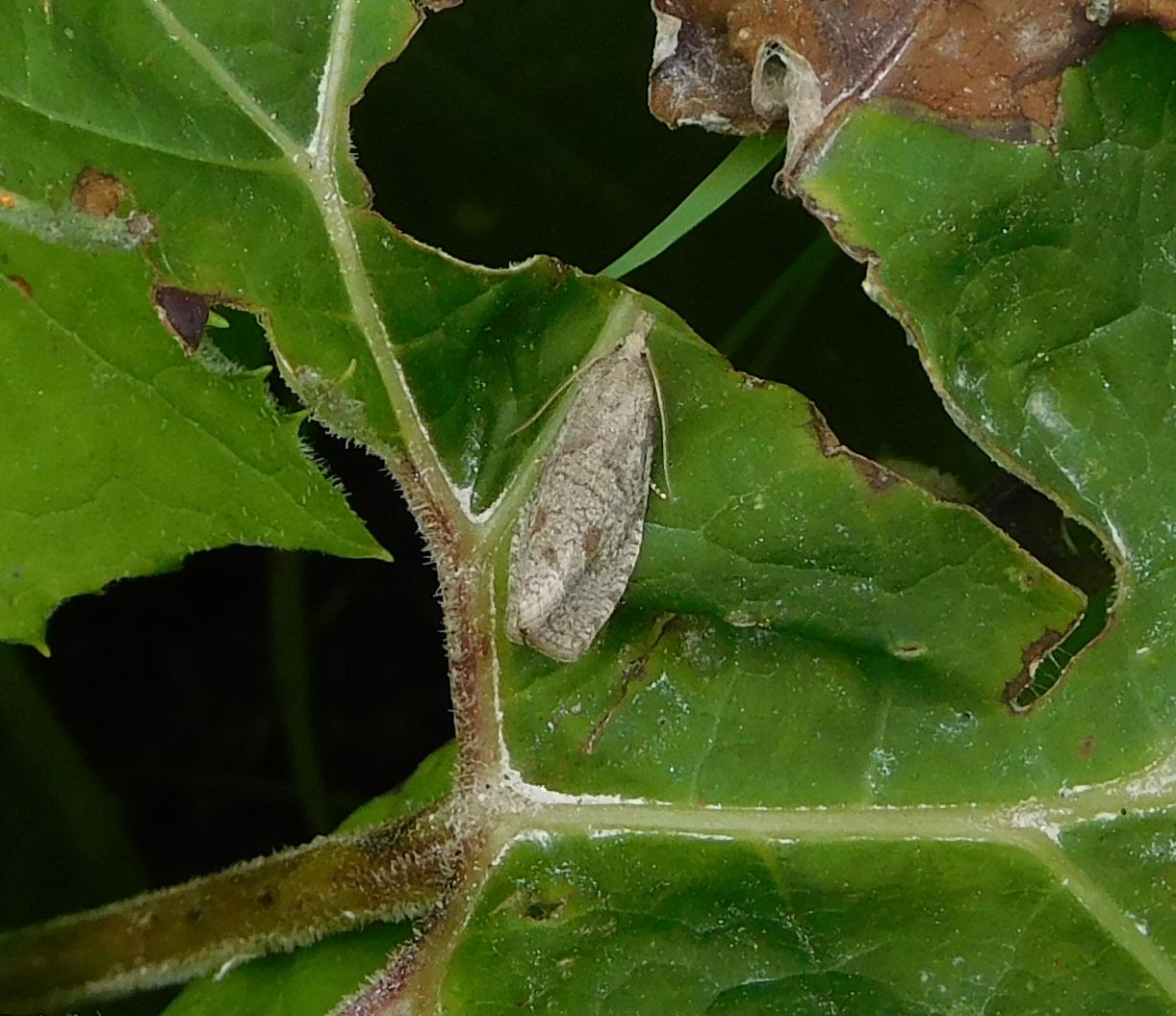 Tortricidae: Epiblema grandaevana