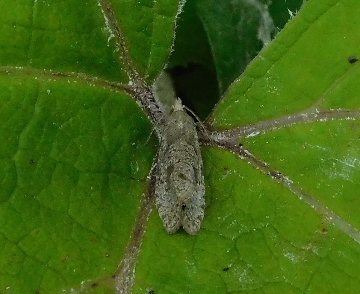 Tortricidae: Epiblema grandaevana