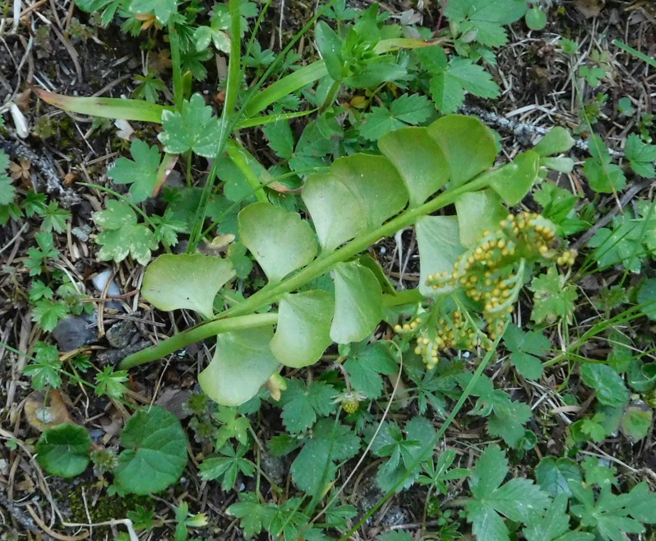 Ophioglossaceae.  Botrychium lunaria